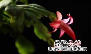 蝎子莲的养殖方法和注意事项视频 蝎子莲的养殖方法和注意事项