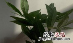 发财树结的果可以吃吗视频 发财树结的果可以吃吗