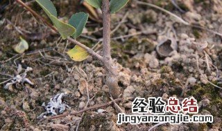 怎样种油茶树才是正确的 按如下方法种植油茶树才是正确的