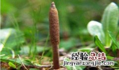 冬虫夏草怎么种植 怎么种植冬虫夏草