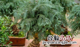 澳洲杉怎么养生根快 澳洲杉怎么养