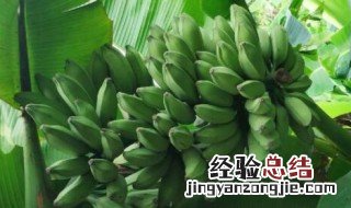 芭蕉结的果实可以吃吗视频 芭蕉结的果实可以吃吗