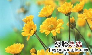 被子植物又称为什么植物 被子植物又称为什么植物具有真正的什么和什么