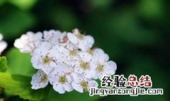 石楠花可以打头吗 石楠花怎么种