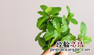 栀子花可以和薄荷泡水喝吗 栀子花可以和薄荷泡水喝吗