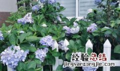 无尽夏的花语和寓意 无尽夏的花语和寓意是什么