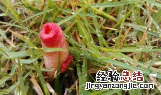 红鬼笔有什么药用价值 红鬼笔可以食用吗