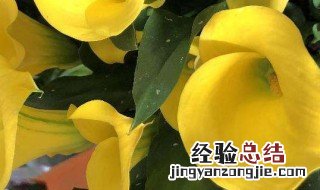 马蹄莲花语寓意是什么 马蹄莲花语的寓意介绍