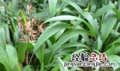 仙茅的养殖方法是什么呢 仙茅的种植技术仙茅需要遮阴难吗