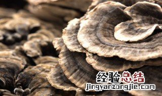 灵芝的寓意有哪些 灵芝的含义