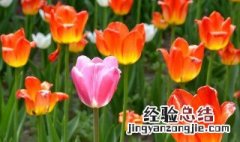 什邡郁金香花海在哪里 什邡市郁金香地址