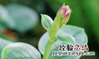腰缠万贯花夏季怎么养 腰缠万贯花冬天怎么养