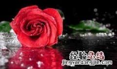 玫瑰代表什么象征意义 玫瑰代表的象征意义