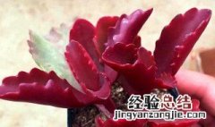 长叶红莲多肉怎么养 多肉植物朱莲怎么养