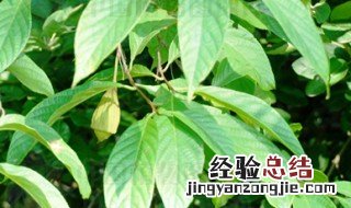 陀螺果种植方法 如何种植陀螺果