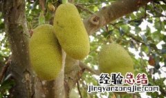 菠萝蜜为什么要弄石灰 菠萝蜜为什么要用石灰封口