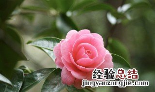 盆栽茶花掉叶子怎么回事 盆栽茶花冻了掉叶怎么办