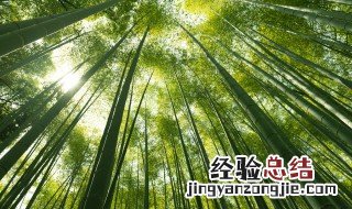 竹雨绿植寓意 雨竹的寓意