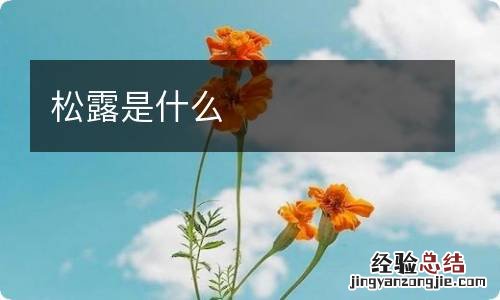 松露是什么