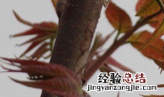 香椿越冬方法 过冬的方法介绍