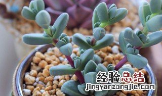 鹿角海棠怎么才能开花结果 鹿角海棠怎么才能开花