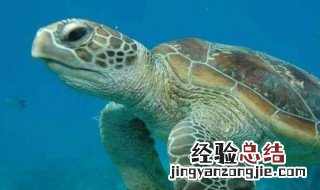 海洋馆有哪些生物和动物 海洋馆有哪些生物