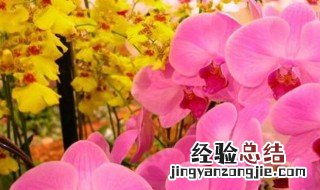 花中君子是指哪种花 花中君子是指哪种植物