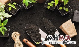 繁星花的养殖方法和注意事项 繁星花盆栽日常如何养护