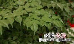 幸福树可以开花吗? 盆栽幸福树开花吗