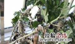 盆栽菊花叶子枯萎,什么原因 盆栽菊花不缺水份叶子怎么是焉了