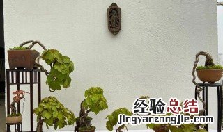 爬山虎能否盆栽 爬山虎可以种植吗