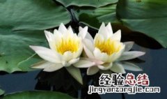 并蒂莲花语象征意义是什么 并蒂莲花语是什么