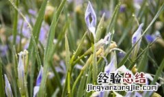 兰花寓意及花语 兰花的寓意是什么