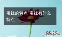 蜜蜂的特点 蜜蜂有什么特点