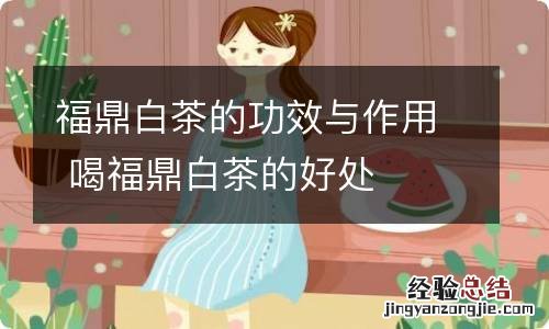 福鼎白茶的功效与作用 喝福鼎白茶的好处