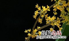 鲜桂花怎么处理 如何保存鲜桂花才能让其香味意味犹存呢