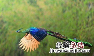 孔雀凤凰区别 赶紧来看看吧