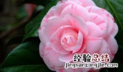 什么花的花语寓意希望 寓意希望的花是什么