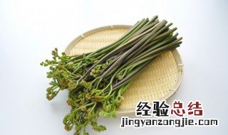 蕨菜怎么保存得更久呢 蕨菜怎么保存得更久