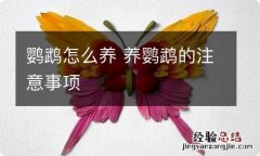 鹦鹉怎么养 养鹦鹉的注意事项