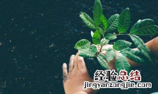 绿植放在客厅什么位置风水好 绿植放在客厅什么位置风水好一点