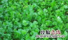 花盆怎么种香菜 花盆种香菜的做法步骤