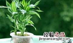 家里养什么植物聚财 家里养什么植物好