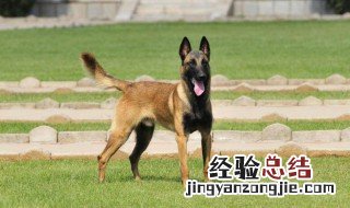 马犬的缺点 攻击性比较强