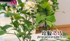 盆栽柠檬为什么不开花不结果 盆栽柠檬为什么开花结不了果