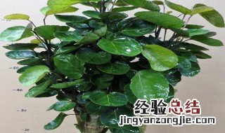 福禄桐枝干变软下垂怎么办 福禄桐枝干腐烂怎么办