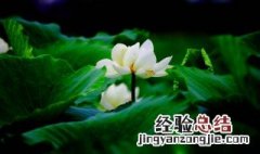 佛教六瓣花代表什么寓意 莲花有何象征意义