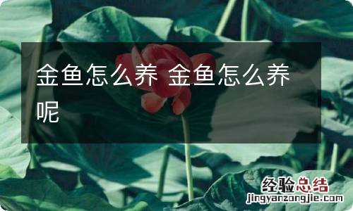 金鱼怎么养 金鱼怎么养呢