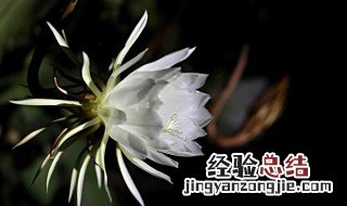 昙花一现寓意和象征 家里昙花开了预示着