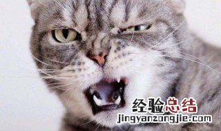 猫为什么捉老鼠 看完这篇文章就知道为什么猫捉老鼠了